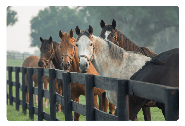 A group of horses standing behind a fence on a farm—ensure their safety with comprehensive insurance for horse farms.